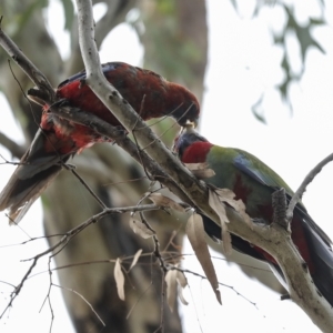 Platycercus elegans at Hawker, ACT - 26 Feb 2023