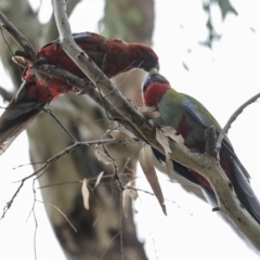 Platycercus elegans at Hawker, ACT - 26 Feb 2023