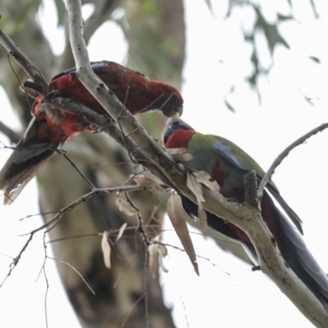 Platycercus elegans at Hawker, ACT - 26 Feb 2023