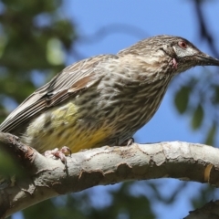 Anthochaera carunculata (Red Wattlebird) at Higgins, ACT - 26 Feb 2023 by AlisonMilton