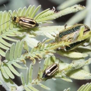 Monolepta froggatti at Red Hill, ACT - 13 Mar 2023