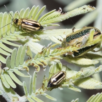 Monolepta froggatti (Leaf beetle) at Red Hill, ACT - 13 Mar 2023 by AlisonMilton