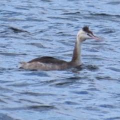 Podiceps cristatus (Great Crested Grebe) at Coree, ACT - 15 Apr 2023 by BenW