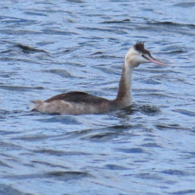 Podiceps cristatus (Great Crested Grebe) at Lower Cotter Catchment - 15 Apr 2023 by BenW