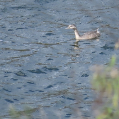 Poliocephalus poliocephalus (Hoary-headed Grebe) at Lower Cotter Catchment - 15 Apr 2023 by BenW
