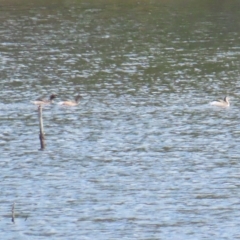 Tachybaptus novaehollandiae (Australasian Grebe) at Coree, ACT - 15 Apr 2023 by TomW