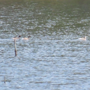 Tachybaptus novaehollandiae at Coree, ACT - 15 Apr 2023