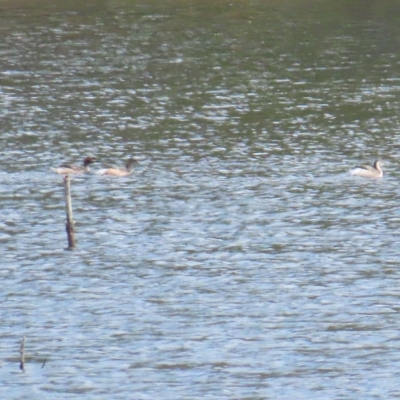 Tachybaptus novaehollandiae (Australasian Grebe) at Cotter Reservoir - 15 Apr 2023 by BenW