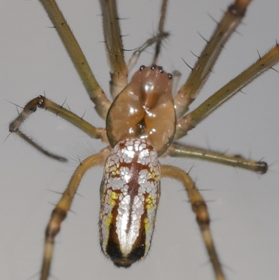 Unverified Spider at  - suppressed by TimL