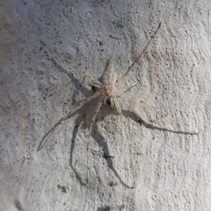 Tamopsis sp. (genus) at Kambah, ACT - 15 Apr 2023