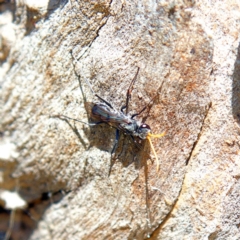 Fabriogenia sp. (genus) (Spider wasp) at Higgins, ACT - 15 Apr 2023 by MichaelWenke