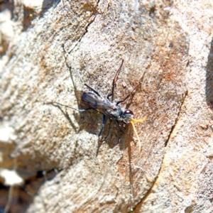 Fabriogenia sp. (genus) at Higgins, ACT - 15 Apr 2023