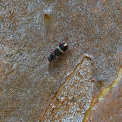 Lemidia accincta (Clerid beetle) at Higgins, ACT - 15 Apr 2023 by MichaelWenke