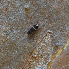 Lemidia accincta (Clerid beetle) at Higgins, ACT - 15 Apr 2023 by MichaelWenke