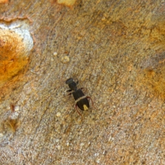 Lemidia accincta at Higgins, ACT - 15 Apr 2023