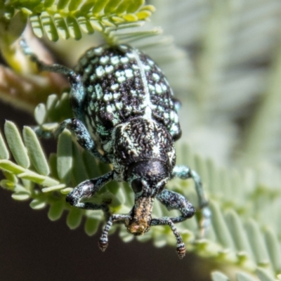 Chrysolopus spectabilis (Botany Bay Weevil) at Paddys River, ACT - 14 Apr 2023 by SWishart