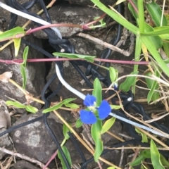 Commelina cyanea (Scurvy Weed) at Long Beach, NSW - 22 Jan 2022 by natureguy