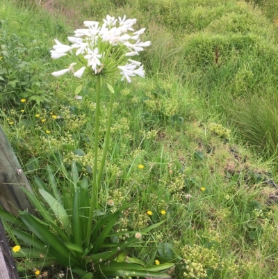 Agapanthus praecox subsp. orientalis (Agapanthus) at Long Beach, NSW - 23 Jan 2022 by natureguy