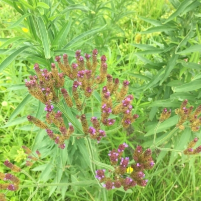 Verbena incompta (Purpletop) at Long Beach, NSW - 23 Jan 2022 by natureguy