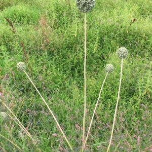 Allium sativum at Long Beach, NSW - 23 Jan 2022 10:11 AM
