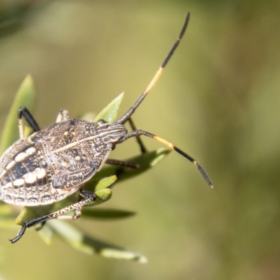 Poecilometis strigatus (Gum Tree Shield Bug) at Paddys River, ACT - 14 Apr 2023 by SWishart