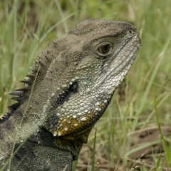 Intellagama lesueurii howittii (Gippsland Water Dragon) at Cotter Reserve - 30 Mar 2023 by CedricBear