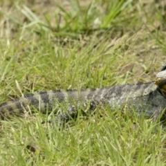 Intellagama lesueurii howittii at Paddys River, ACT - 30 Mar 2023