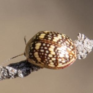 Paropsis pictipennis at Paddys River, ACT - 14 Apr 2023 12:41 PM