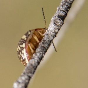 Paropsis pictipennis at Paddys River, ACT - 14 Apr 2023 12:41 PM