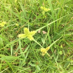 Cyperus at Long Beach, NSW - 23 Jan 2022 10:15 AM