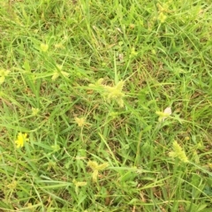 Cyperus at Long Beach, NSW - 23 Jan 2022 10:15 AM