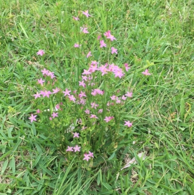 Centaurium erythraea (Common Centaury) at Long Beach, NSW - 23 Jan 2022 by natureguy