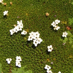 Dracophyllum minimum at Cradle Mountain, TAS - 28 Jan 2011 by MatthewFrawley