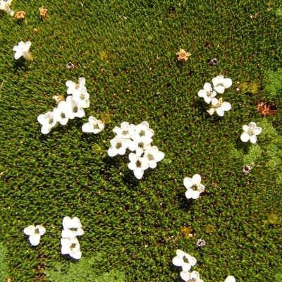 Dracophyllum minimum at Cradle Mountain, TAS - 28 Jan 2011 by MatthewFrawley