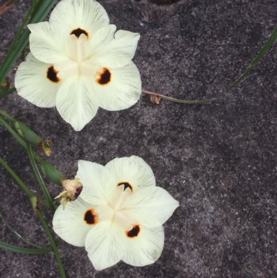 Dietes bicolor (Yellow Fortnight Lily) at Long Beach, NSW - 23 Jan 2022 by natureguy