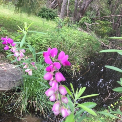 Polygala virgata (Broom Milkwort) at Long Beach, NSW - 23 Jan 2022 by natureguy