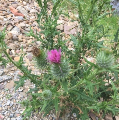 Cirsium vulgare (Spear Thistle) at Long Beach, NSW - 23 Jan 2022 by natureguy