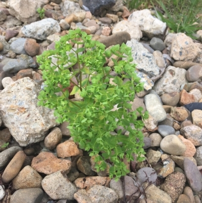 Euphorbia peplus (Petty Spurge) at Long Beach, NSW - 23 Jan 2022 by natureguy