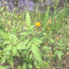 Bidens pilosa (Cobbler's Pegs, Farmer's Friend) at Long Beach, NSW - 23 Jan 2022 by natureguy