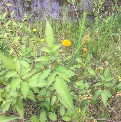 Bidens pilosa (Cobbler's Pegs, Farmer's Friend) at Long Beach, NSW - 22 Jan 2022 by natureguy