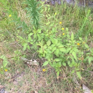 Bidens pilosa at Long Beach, NSW - 23 Jan 2022 10:18 AM
