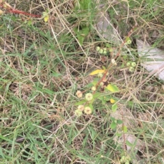 Sida rhombifolia (Paddy's Lucerne, Arrow-leaf Sida) at Long Beach, NSW - 22 Jan 2022 by natureguy