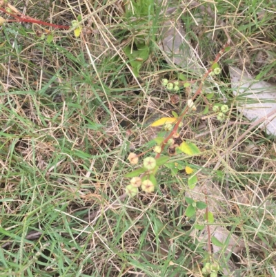 Sida rhombifolia (Paddy's Lucerne, Arrow-leaf Sida) at Long Beach, NSW - 23 Jan 2022 by natureguy