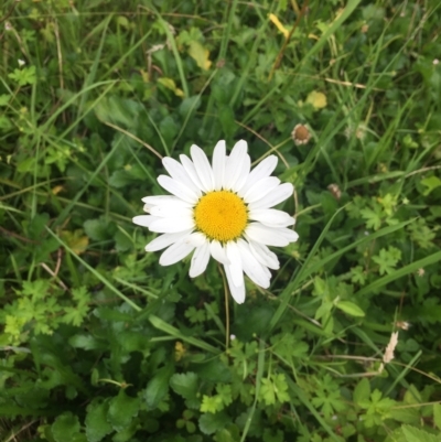 Leucanthemum vulgare (Ox-eye Daisy) at Long Beach, NSW - 23 Jan 2022 by natureguy