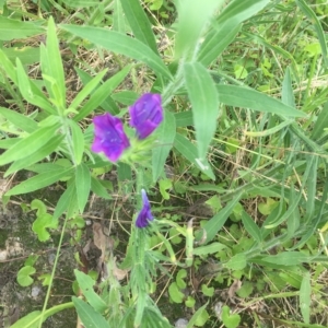 Echium plantagineum at Long Beach, NSW - 23 Jan 2022 10:20 AM