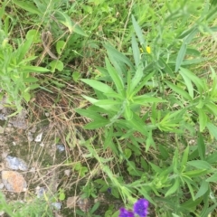 Echium plantagineum at Long Beach, NSW - 23 Jan 2022 10:20 AM