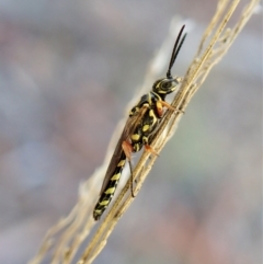 Aeolothynnus sp. (genus) (A flower wasp) at Aranda, ACT - 9 Apr 2023 by CathB