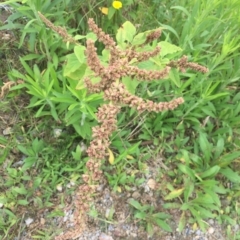 Amaranthus retroflexus (Redroot Amaranth) at Long Beach, NSW - 23 Jan 2022 by natureguy