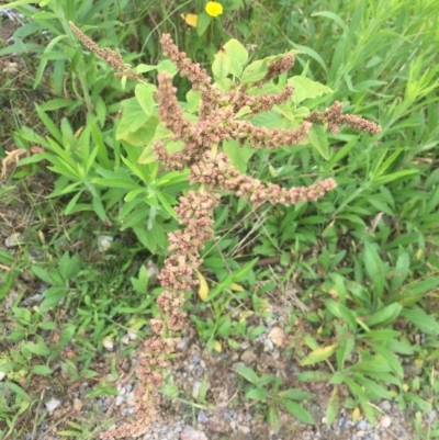 Amaranthus retroflexus (Redroot Amaranth) at Long Beach, NSW - 23 Jan 2022 by natureguy