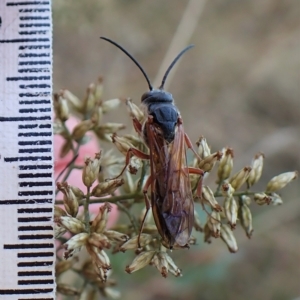 Tiphiidae (family) at Molonglo Valley, ACT - 10 Apr 2023 05:31 PM